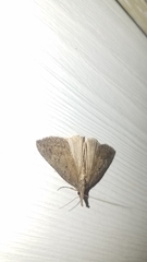 Hypena humuli