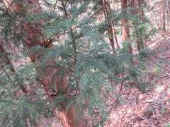 Cryptomeria japonica