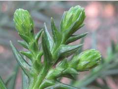 Cryptomeria japonica