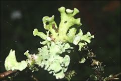 Ramalina inflata