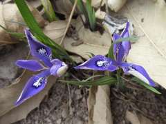 Iris rossii