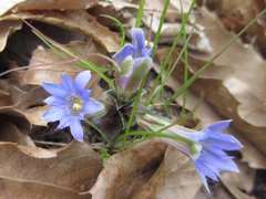 Gentiana zollingeri