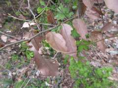 Lindera glauca