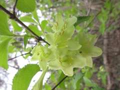 Weigela subsessilis