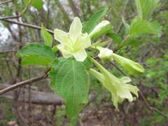 Weigela subsessilis