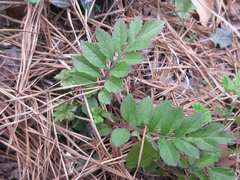 Serratula coronata insularis