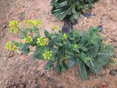 Brassica rapa campestris