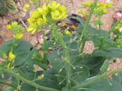 Brassica rapa campestris