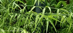 Clinacanthus nutans