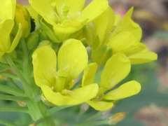 Brassica rapa campestris