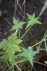 Hydrocotyle geraniifolia