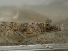 Penaeus japonicus