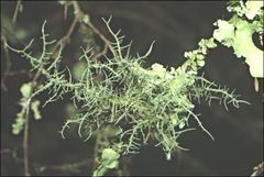 Usnea inermis