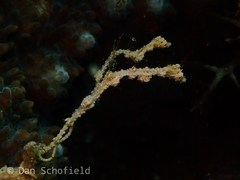 Kyonemichthys rumengani