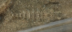 Penaeus japonicus