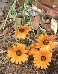 Dimorphotheca sinuata