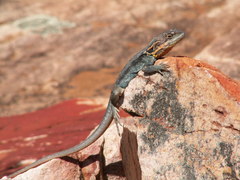 Ctenophorus modestus