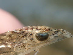 Penaeus japonicus