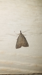Hypena humuli