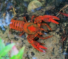 Euastacus australasiensis