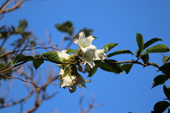 Beaumontia grandiflora