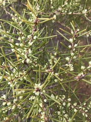 Hakea rugosa