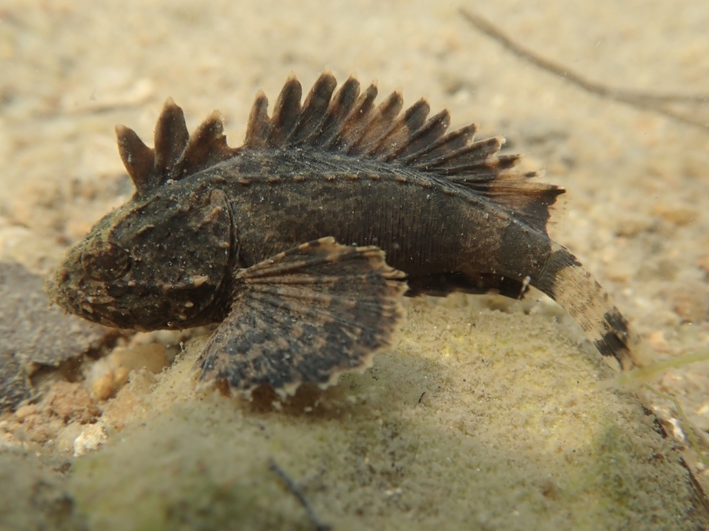 Goblinfish