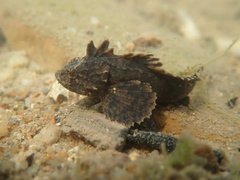Goblinfish photo 2