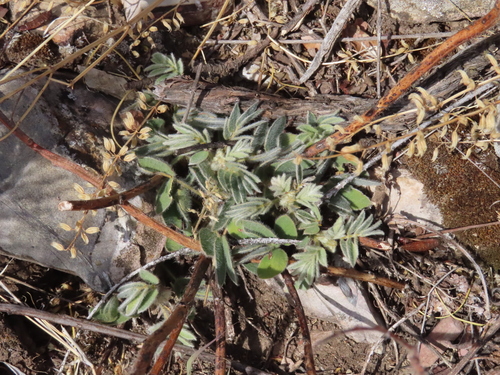 Senna durangensis