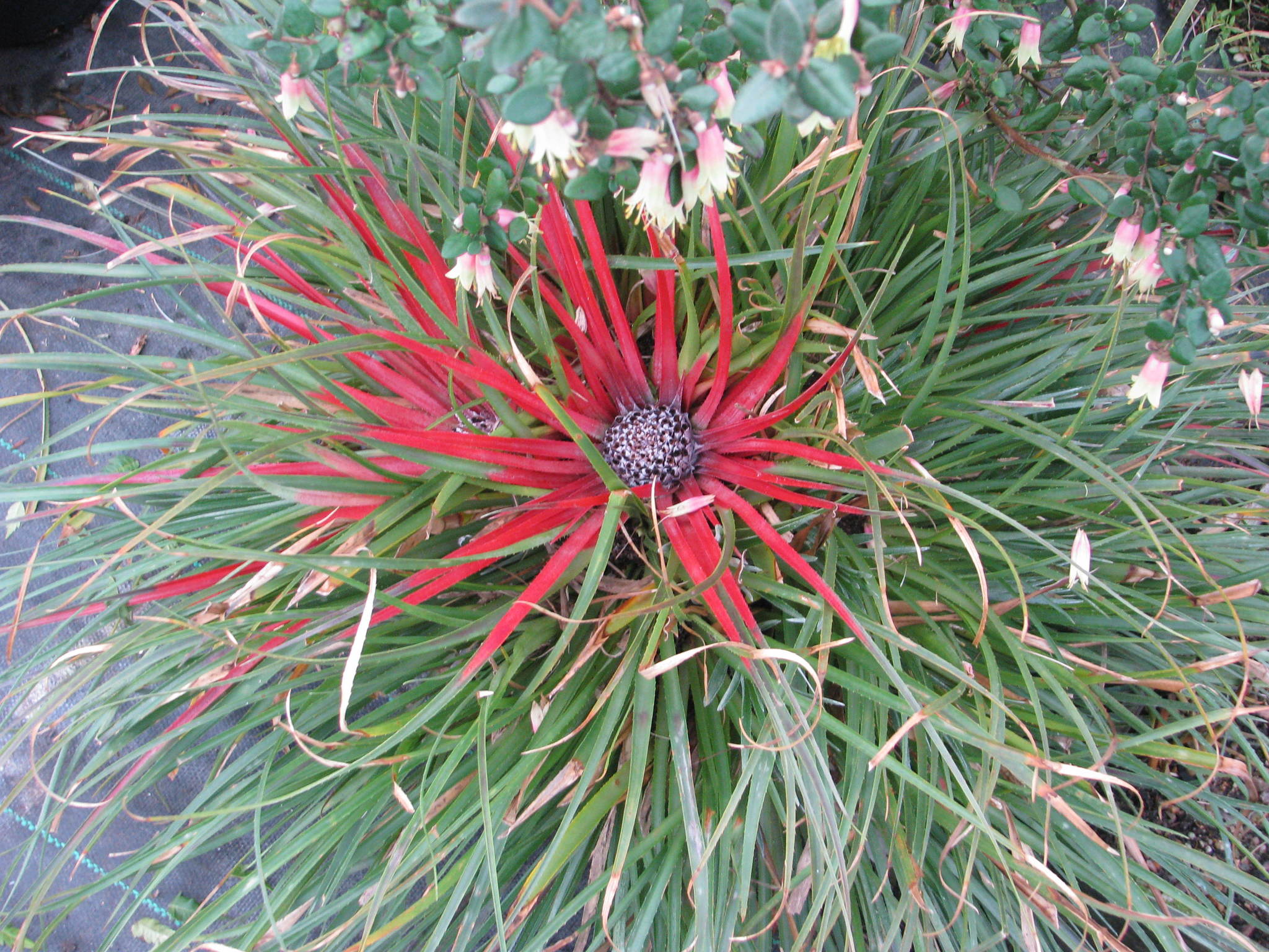 Rhodostachys (Fascicularia bicolor) · iNaturalist