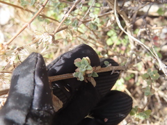 Brickellia veronicifolia
