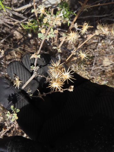 Brickellia veronicifolia, photograph 1