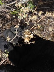 Brickellia veronicifolia, photograph (c) Ulises Pinedo, some rights reserved (CC BY)