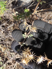 Brickellia veronicifolia, photograph (c) Ulises Pinedo, some rights reserved (CC BY)
