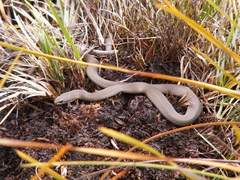 Drysdalia coronoides