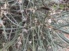 Hakea vittata