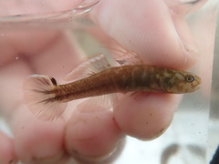 Mugilogobius abei