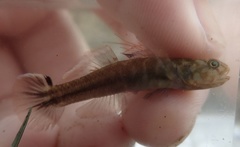Mugilogobius abei