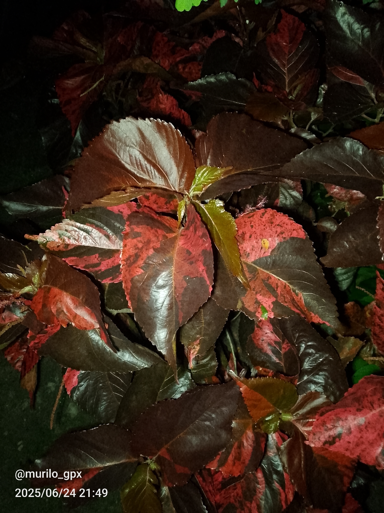 Acalypha wilkesiana