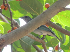 Thraupis glaucocolpa