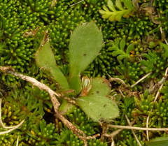 Celmisia glandulosa