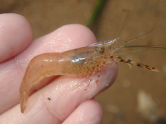 Macrobrachium heterorhynchos