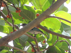 Thraupis glaucocolpa