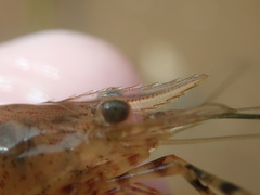 Macrobrachium heterorhynchos