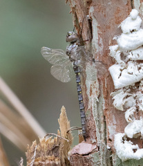 Gomphaeschna antilope