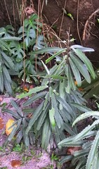 Brexia madagascariensis