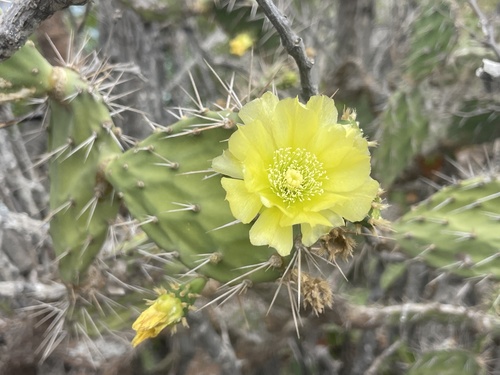 Opuntia caracassana