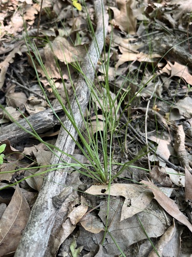 Isoetes melanopoda, 2026-05-17