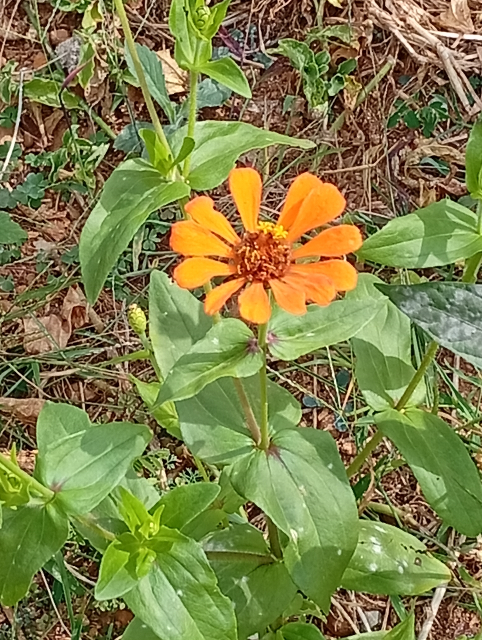 Zinnia elegans