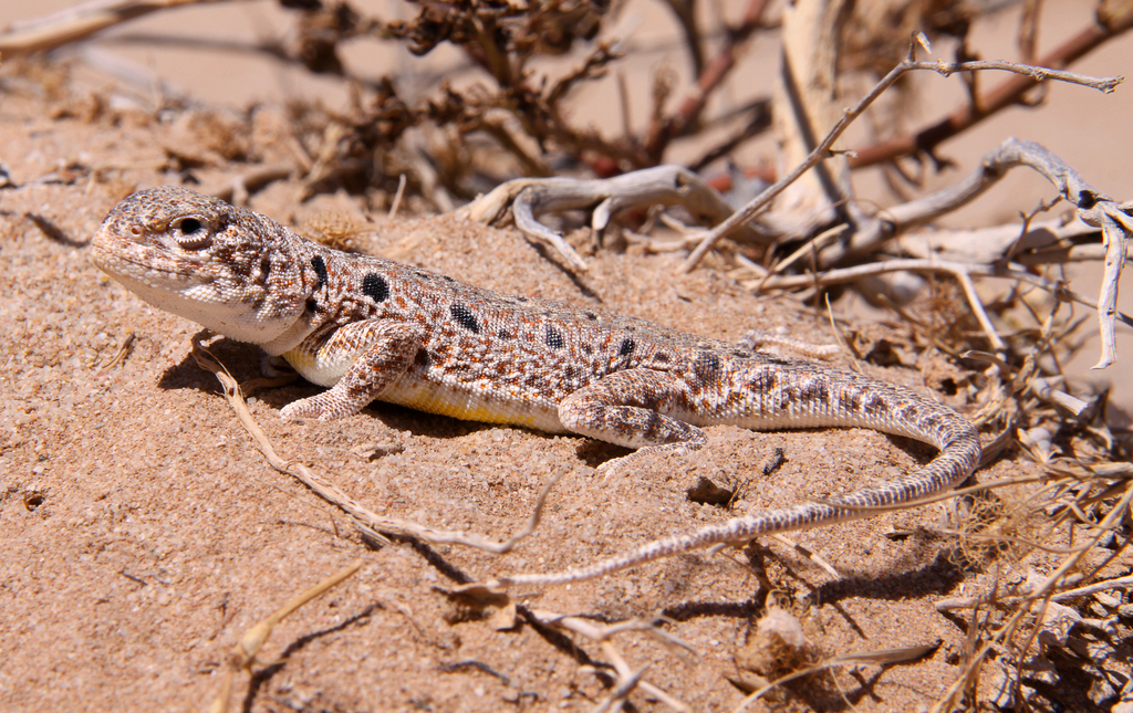 Lake Eyre Dragon